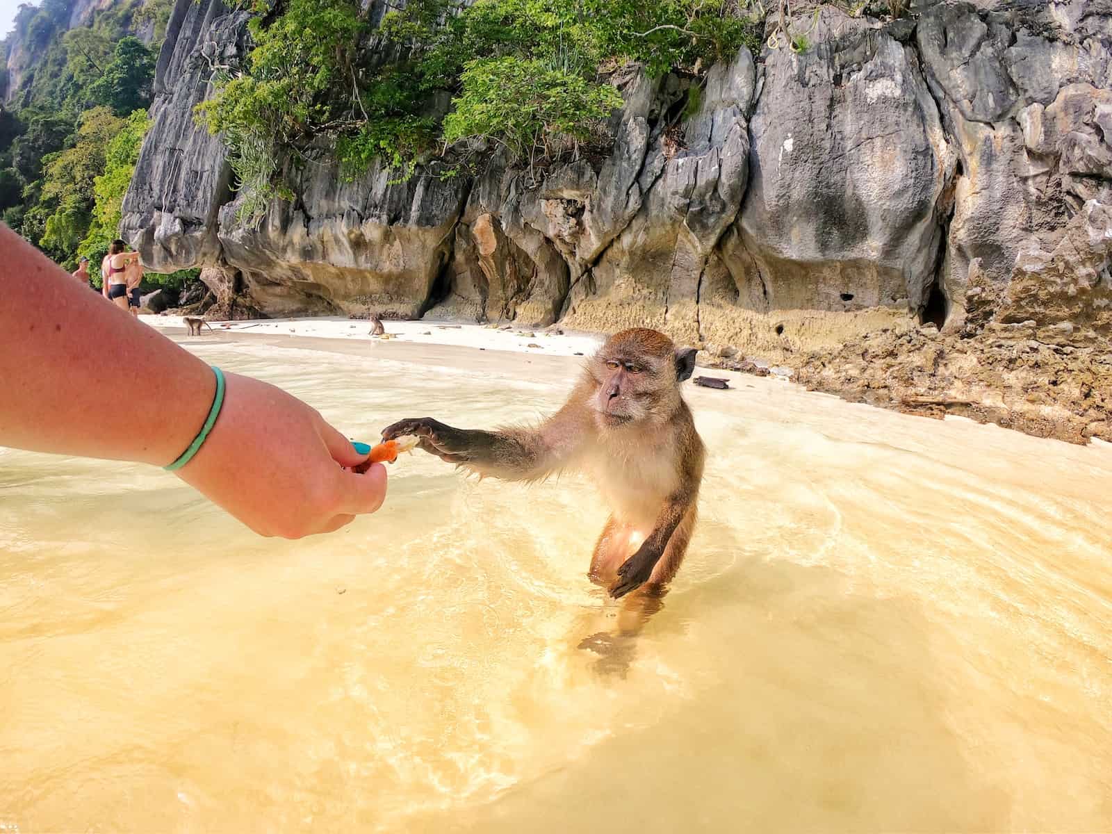 monkey-beach-thailand-unveiling-paradise-phuket-island-guide