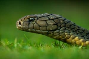 will i see snakes in phuket