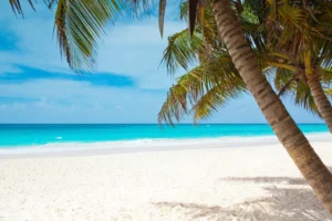 Sunny beach palm tree, blue