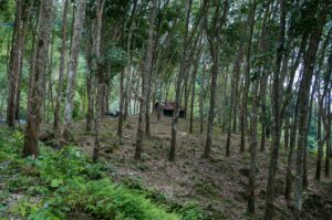 view of a forest